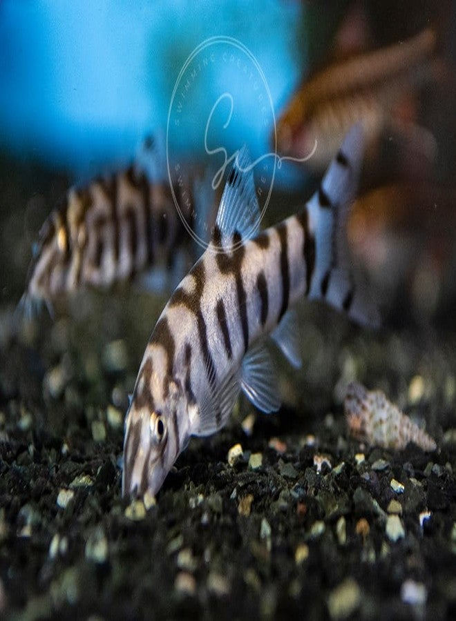 Swimming Creatures 2 Yoyo Loaches (Botia almorhae) Freshwater Aquarium Fish (Size Approx. 1") - Image 1